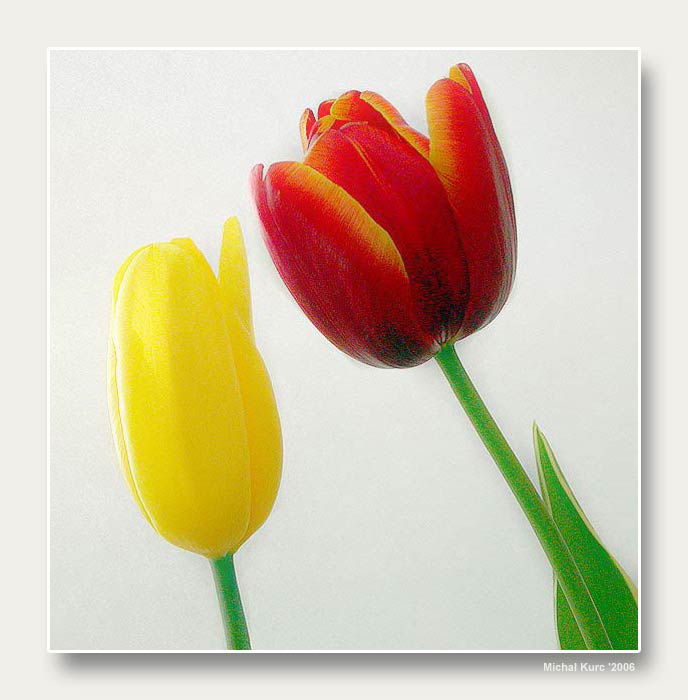 Tulipany - Micha Kurc AFRP